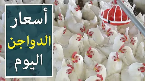 مفاجأة في أسعار الفراخ البيضاء اليوم الثلاثاء 27 مايو 2025