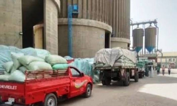 أسوان تحقق إنجازاً بتوريد 551 ألف طن قمح بنسبة 112.7% منذ انطلاق الموسم