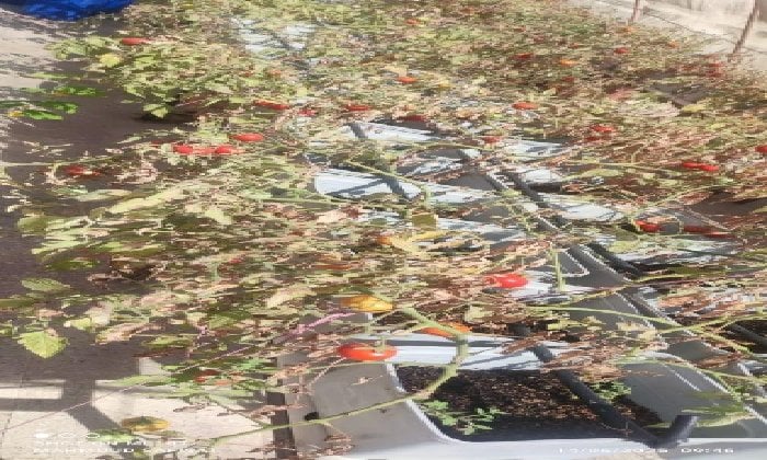 توسيع تجربة زراعة الأسطح: محافظ القاهرة يطلق مشروعًا جديدًا في الأسمرات