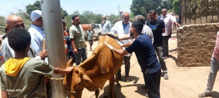قافلة بيطرية شاملة من جامعة المنيا لتعزيز الثروة الحيوانية في قرية الرحمانية