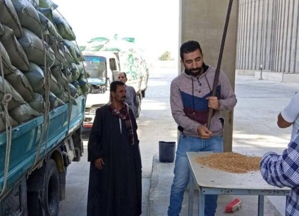 محافظة المنيا تسجل توريد 507 آلاف طن من القمح خلال موسم 2025